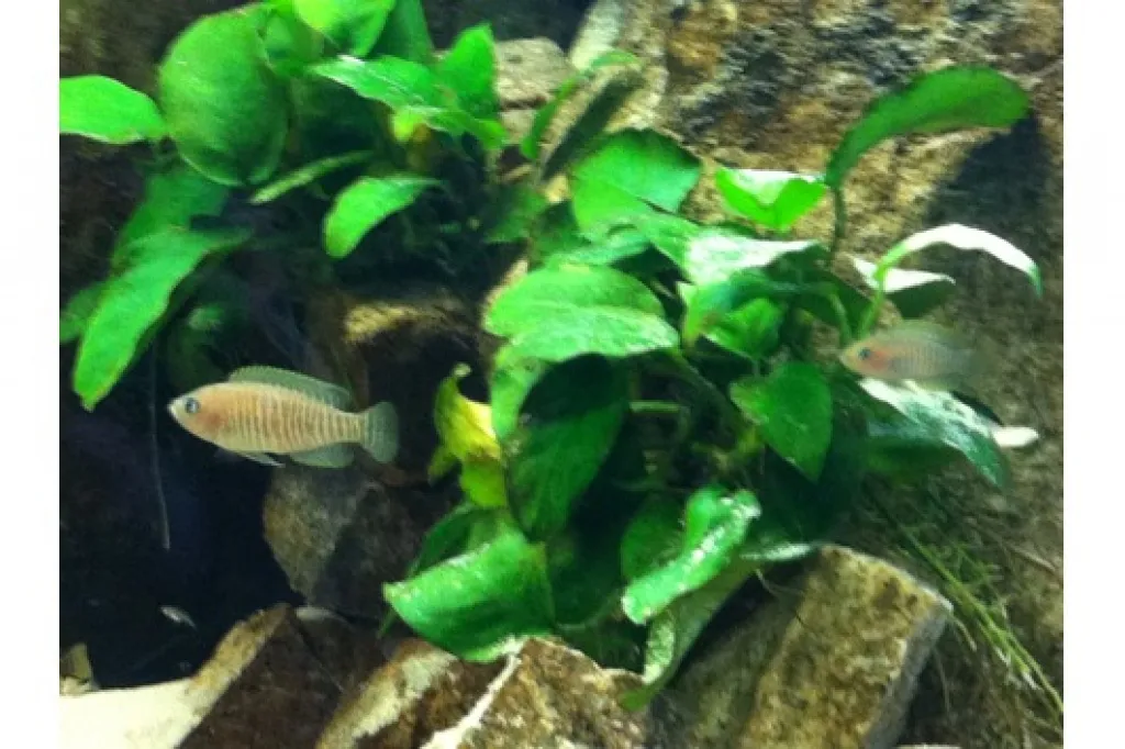 junge und ausgewachsene Schneckenbuntbarsche - Neolamprologus Multifasciatus