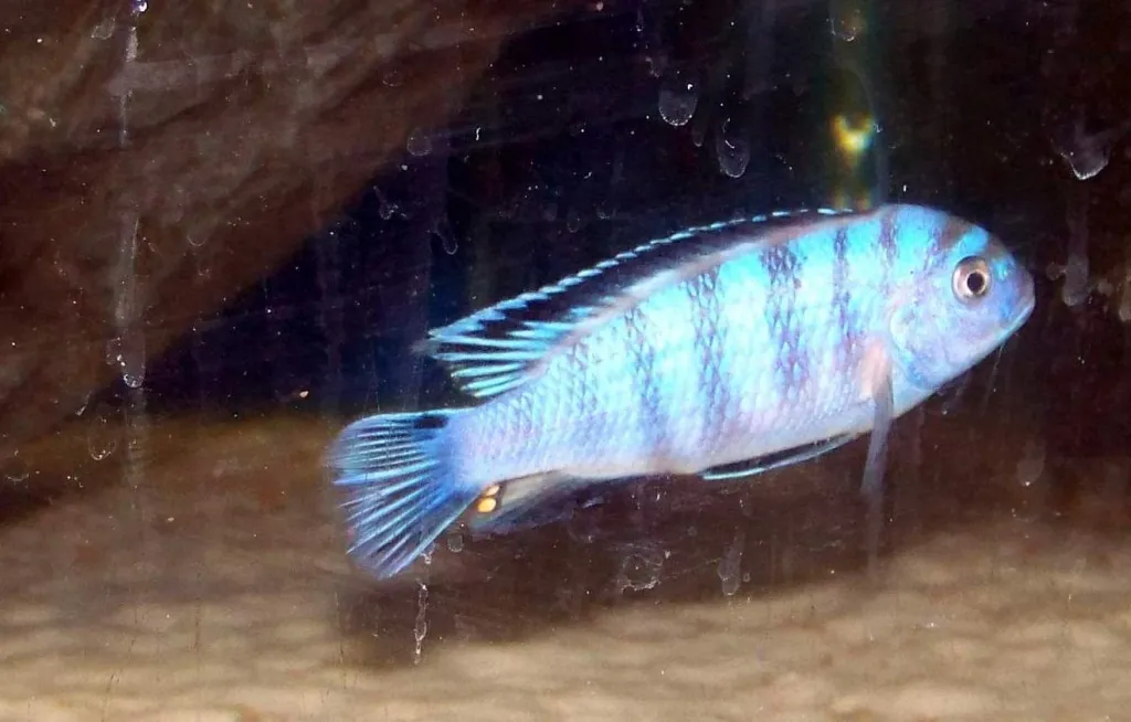 Pseudotropheus saulosi