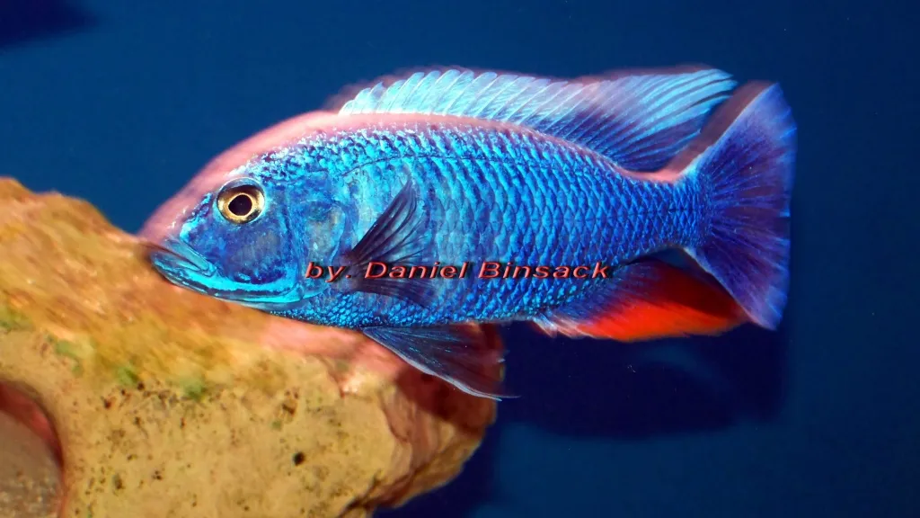 Sciaenochromis fryeri Ahli Iceberg