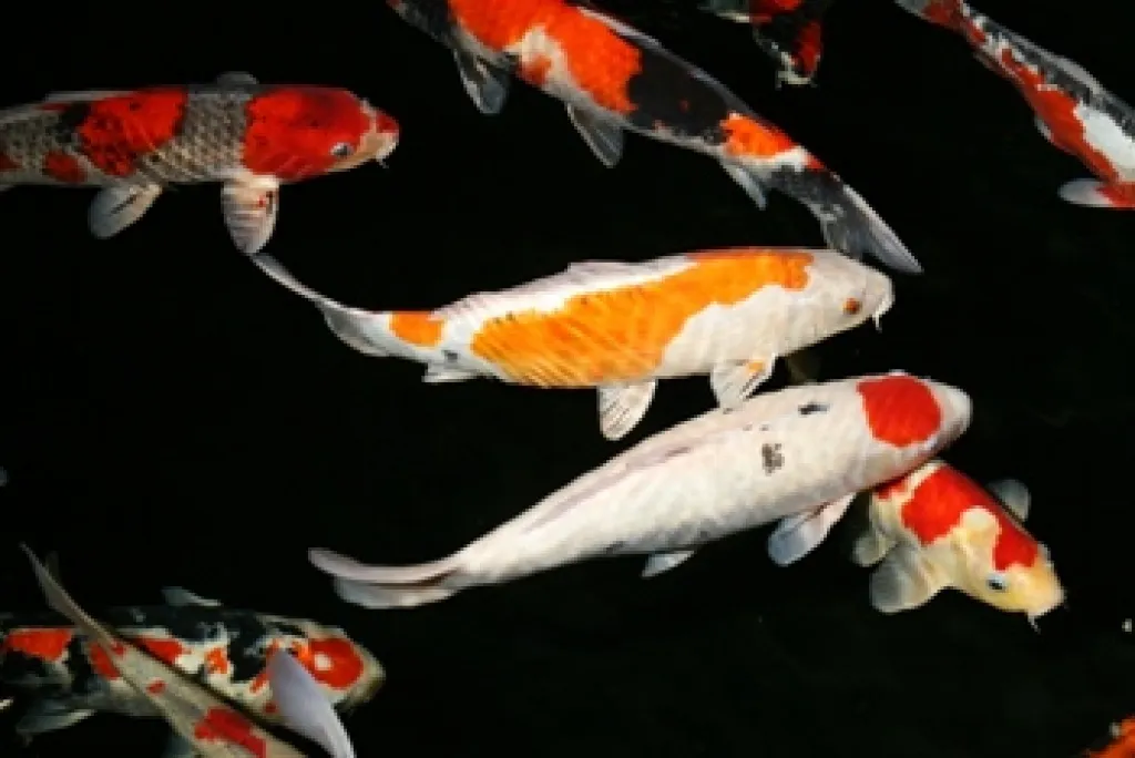 Gartenteich Fische-Koi Karpfen-Biotop Fische günstig // Fa.Fördefisch