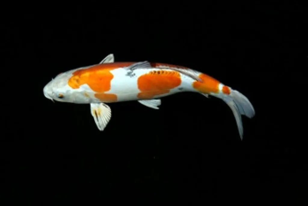 Goldfische kaufen? Teichfische-Koikarpfen-Biotopfische / Fa.Fördefisch Online