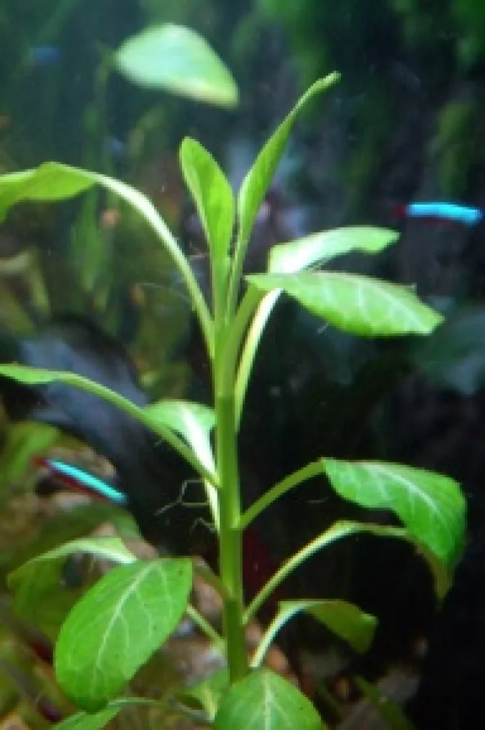 Aquarienpflanzen aus Hobbyzucht