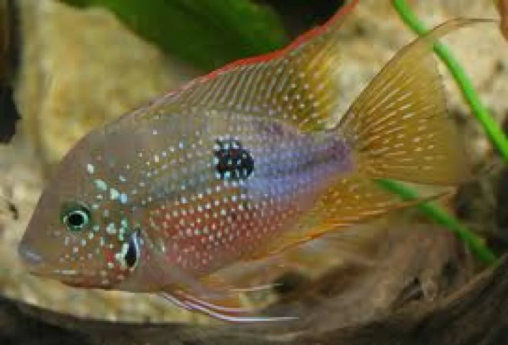 Thorichtys ellioti aus Hobbyzucht
