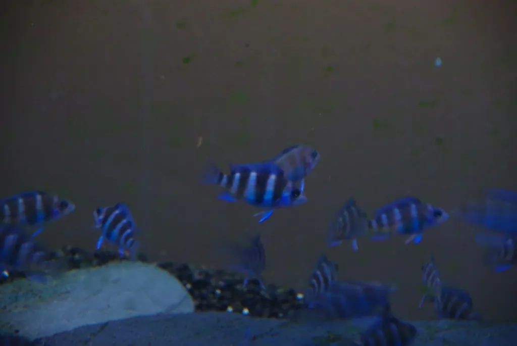 frontosa blue zaire moba WFNZ 4cm