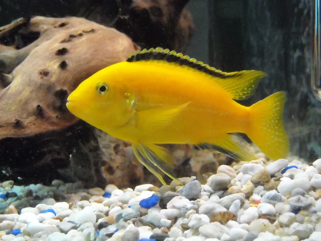 Labidochromis caeruleus (Yellow) Bock kostenlos abzugeben.