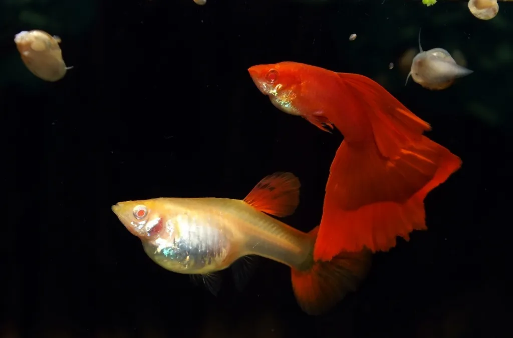 Hochzuchtguppy Triangel Albino vollrot Guppy