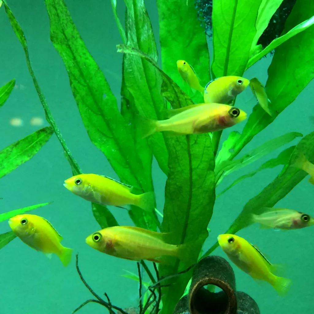 Malawi Buntbarsche, 18 Jungfische, 3,5 - 5 cm, günstig zu verkaufen