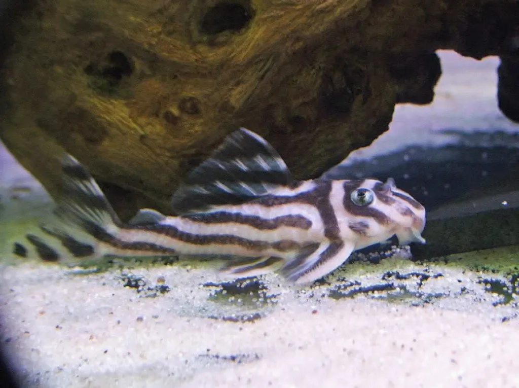 Qualität L46 Zebra Pleco