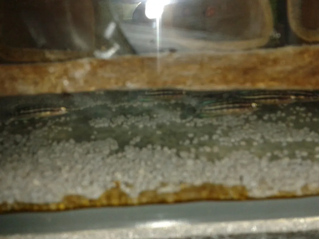 Schachbrett-Schlankcichlide/Julidochromis marlieri