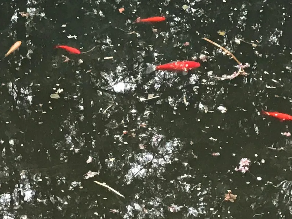 Goldfische aus unserem Biotop zu verschenken