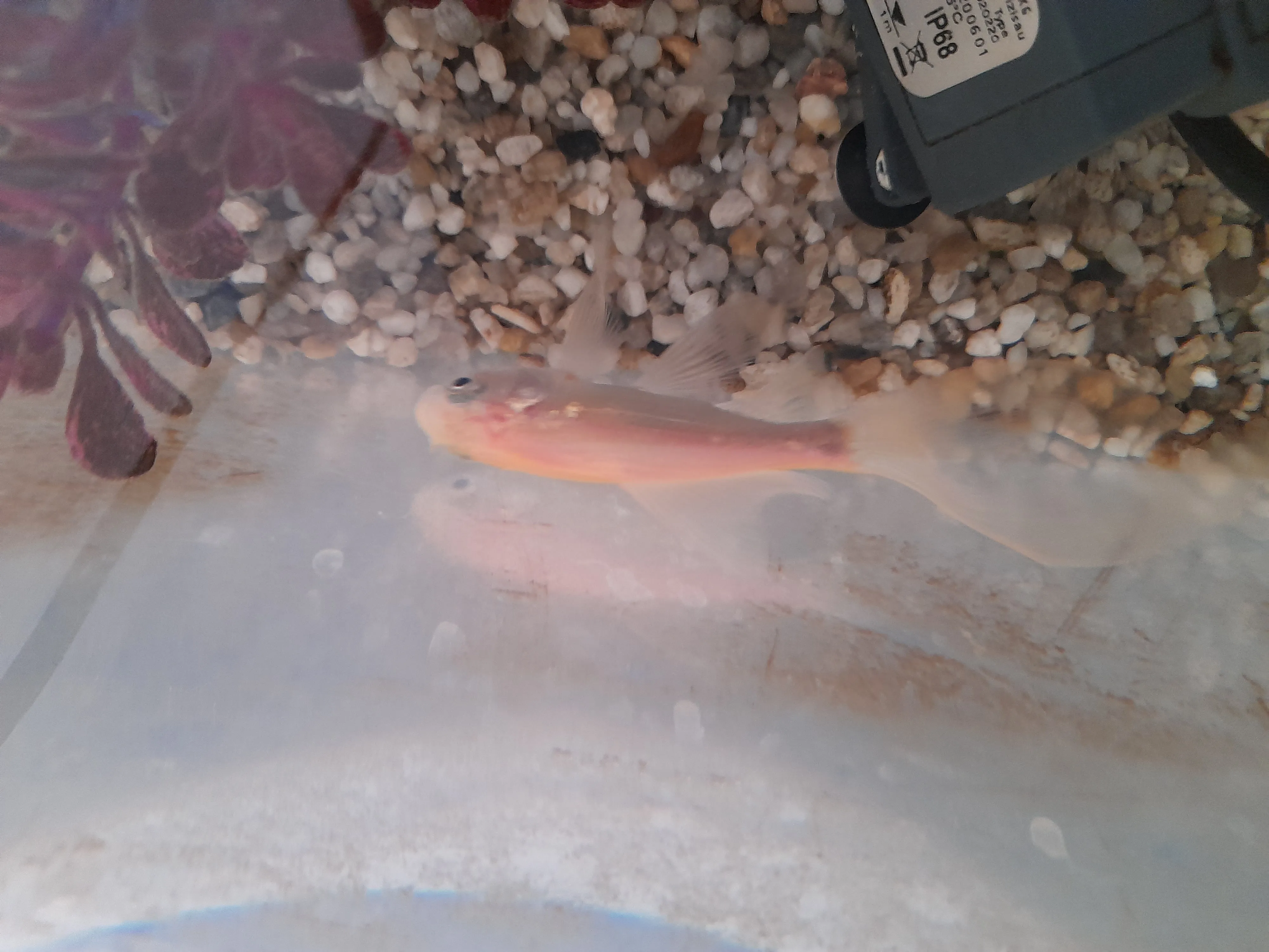 Goldfisch zu vergeben