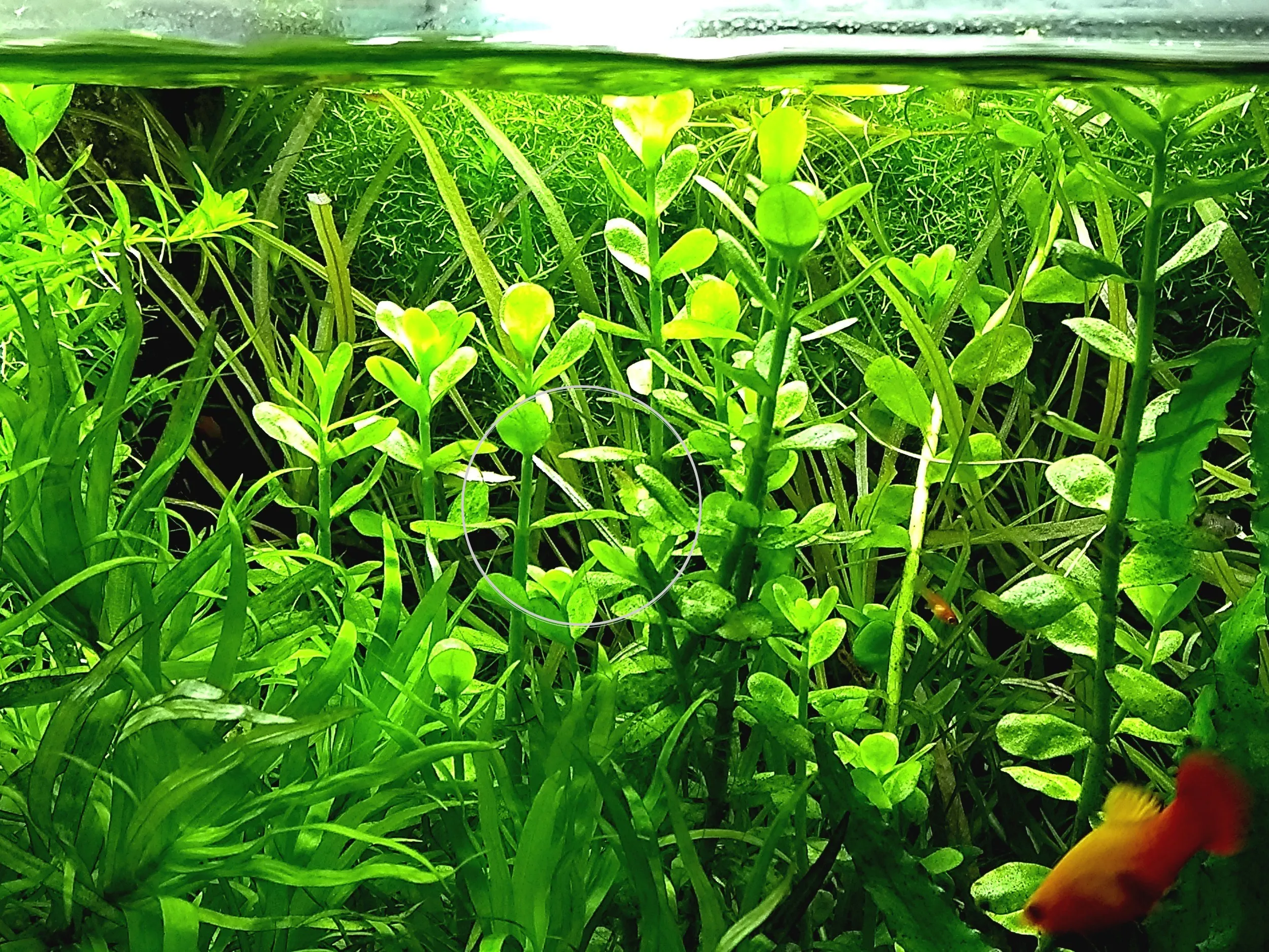 Fettblatt,  Aquariumpflanzen, Bündel (Versand/ Abholung)