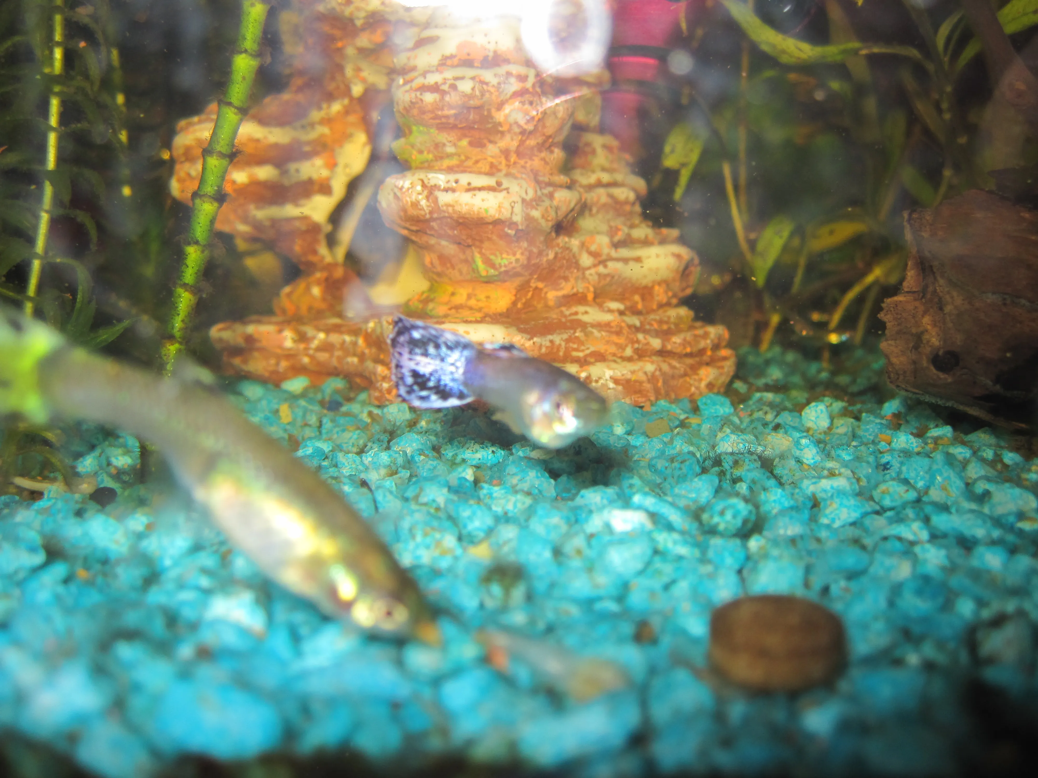 Guppy s abzugeben