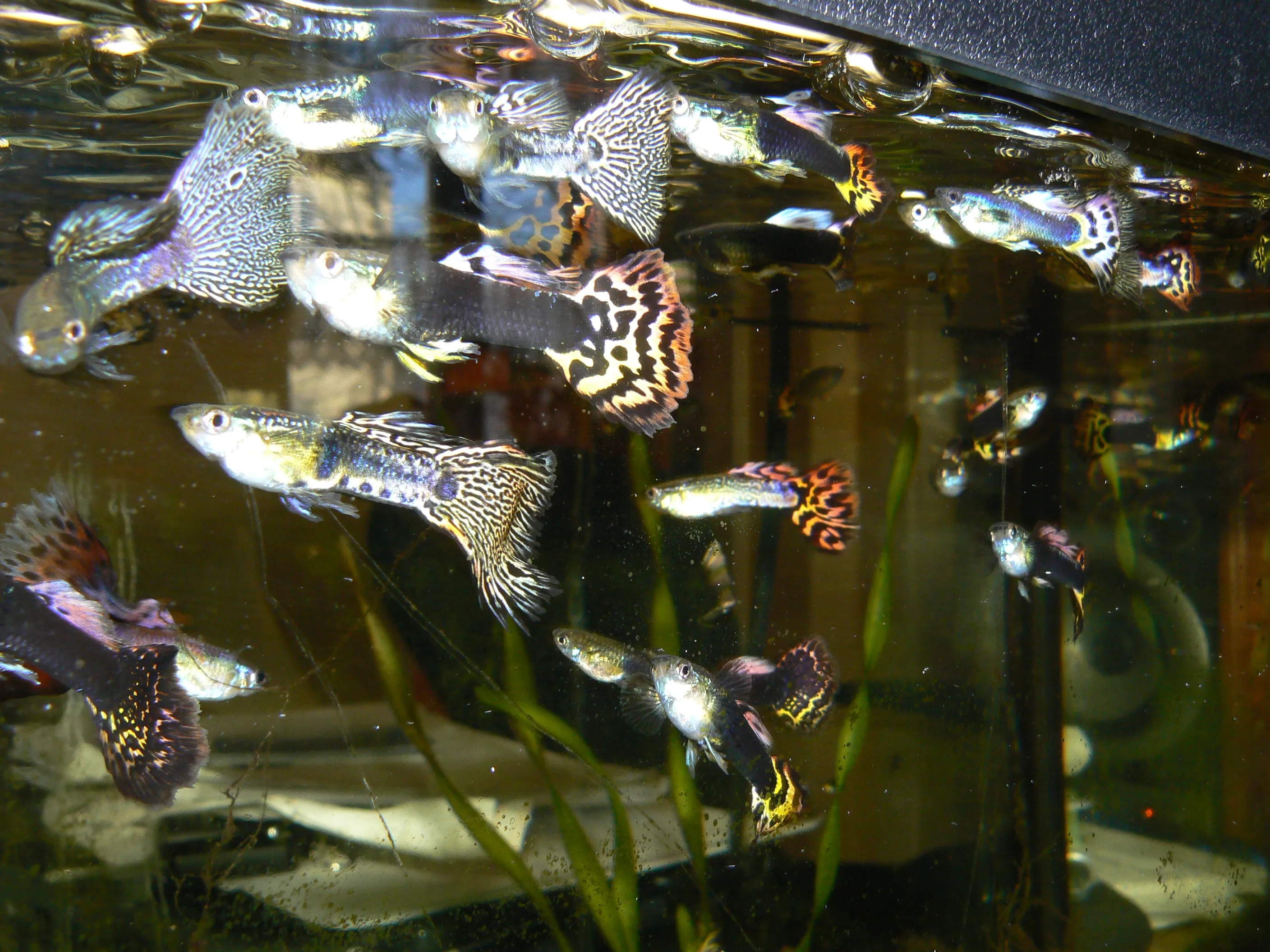 ca. 50 schöne Guppys abzugeben