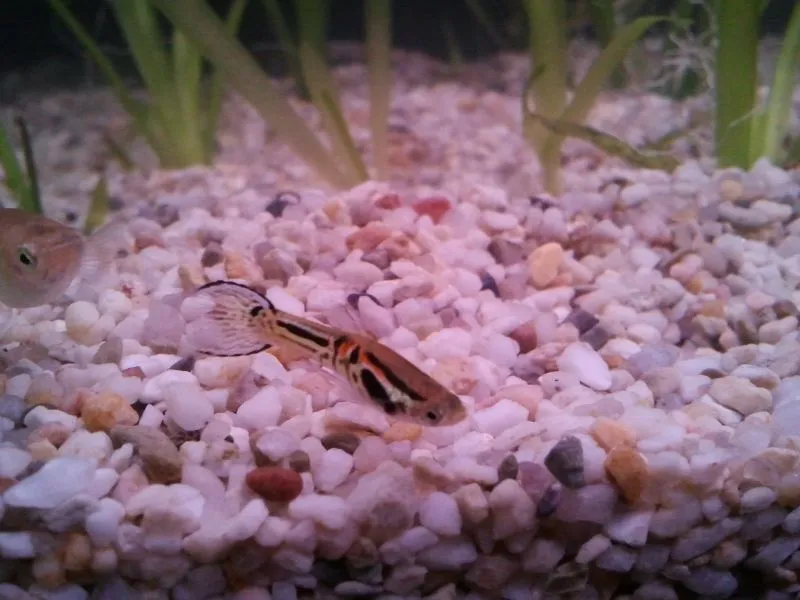 Snake Skin Endler Guppys 1 Euro pro Tier