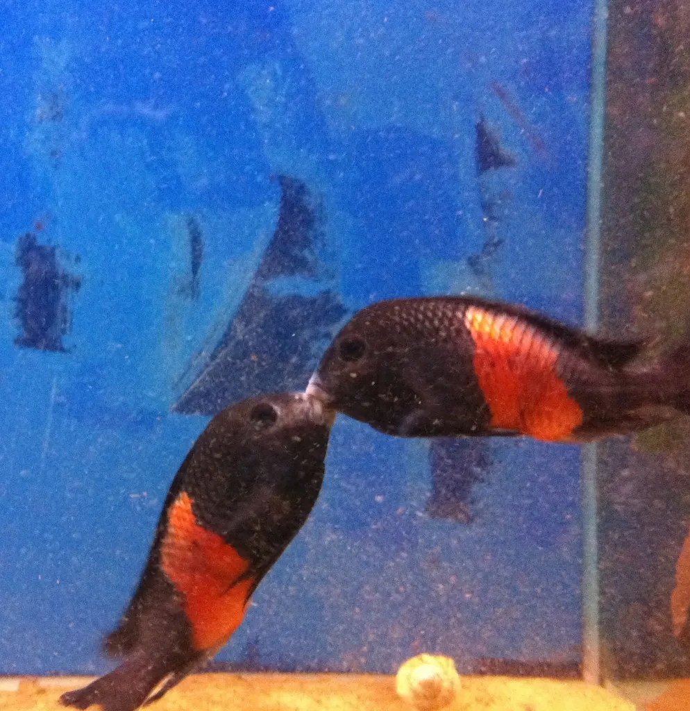 Tropheus Moori Bemba rote Variante -gruppe aus 16 tieren