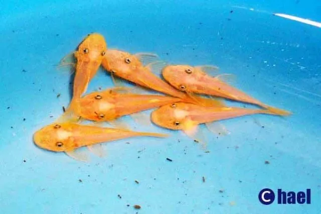 L144 Ancistrus sp. gold L-Welse