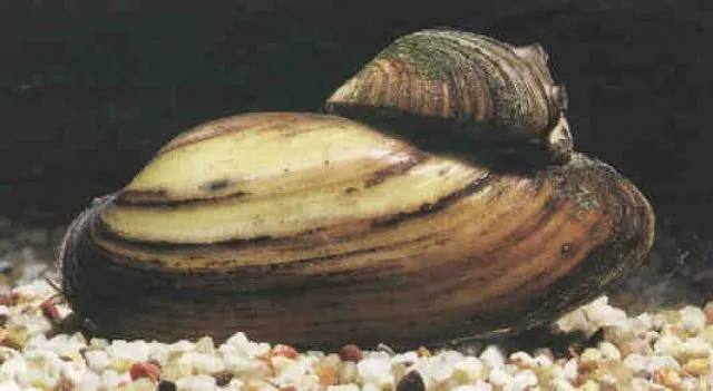 Teichmuscheln in verschiedenen Größen  // Fa.Fördefisch  Online Shop