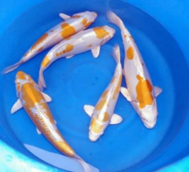 Saisonbeginn bei Fördefisch / Koi Karpfen-Teichfische-Biotopfische günstig