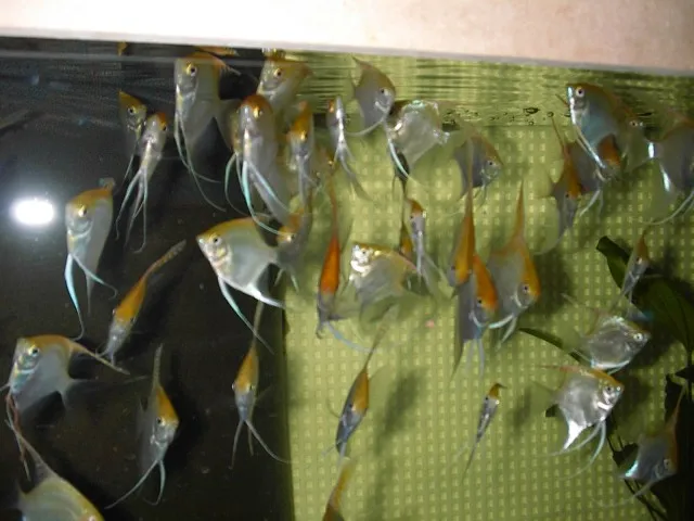 Goldskalare,Koi,Schwarz Silber