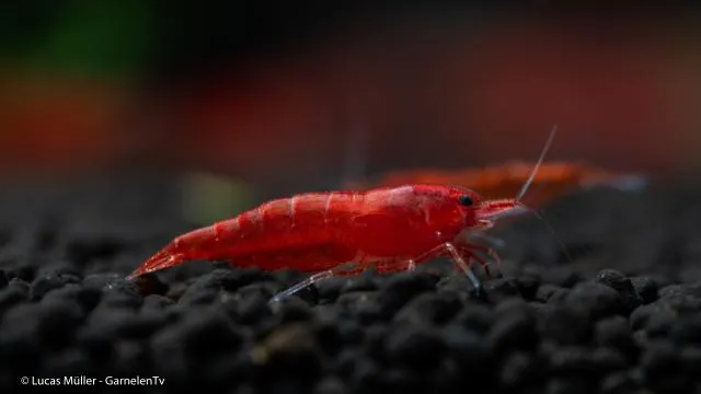 Bloody Mary Garnele - Neocaridina davidi