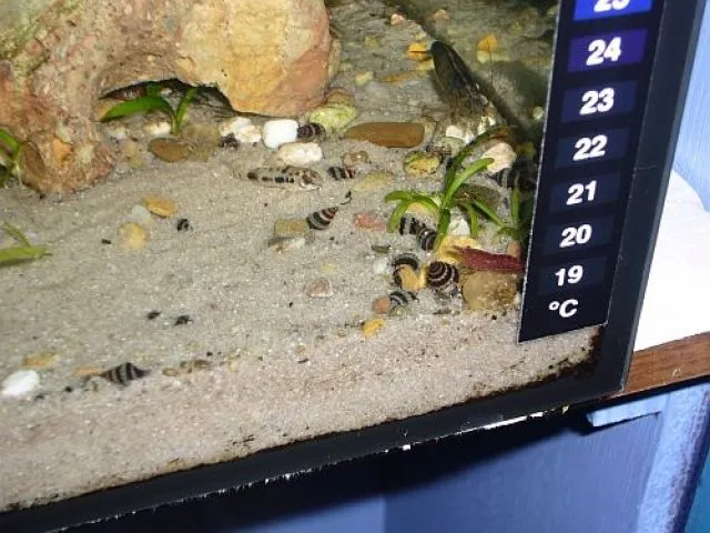 Raubschnecke/ Anentome Helena Deutsche Nachzuchten!!