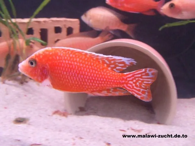 Aulonocara Firefish ( Seifert Line )