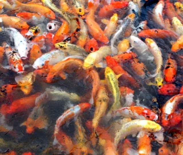 Goldfische-Teichfische-Koi uvm. // Fa.Fördefisch
