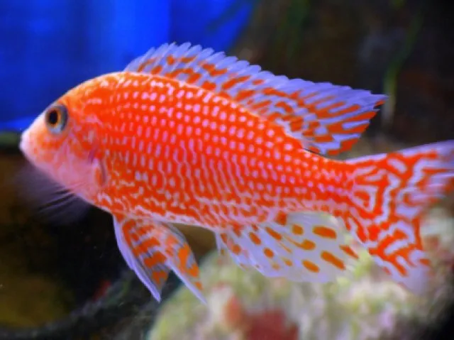 Aulonocara FireFish Coral Red (Malawi-Barsch)