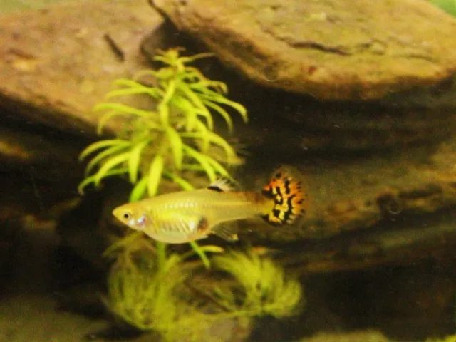 Junge Guppys abzugeben