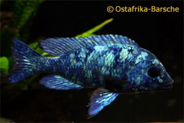 Malawi Buntbarsche von Hobbyzüchter