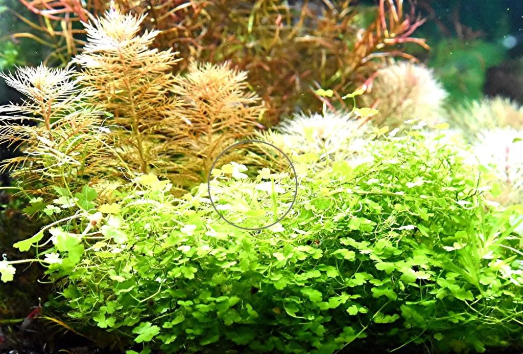 dreiteiliger Wassernabel, Aquariumpflanze, Versand/ Abholung