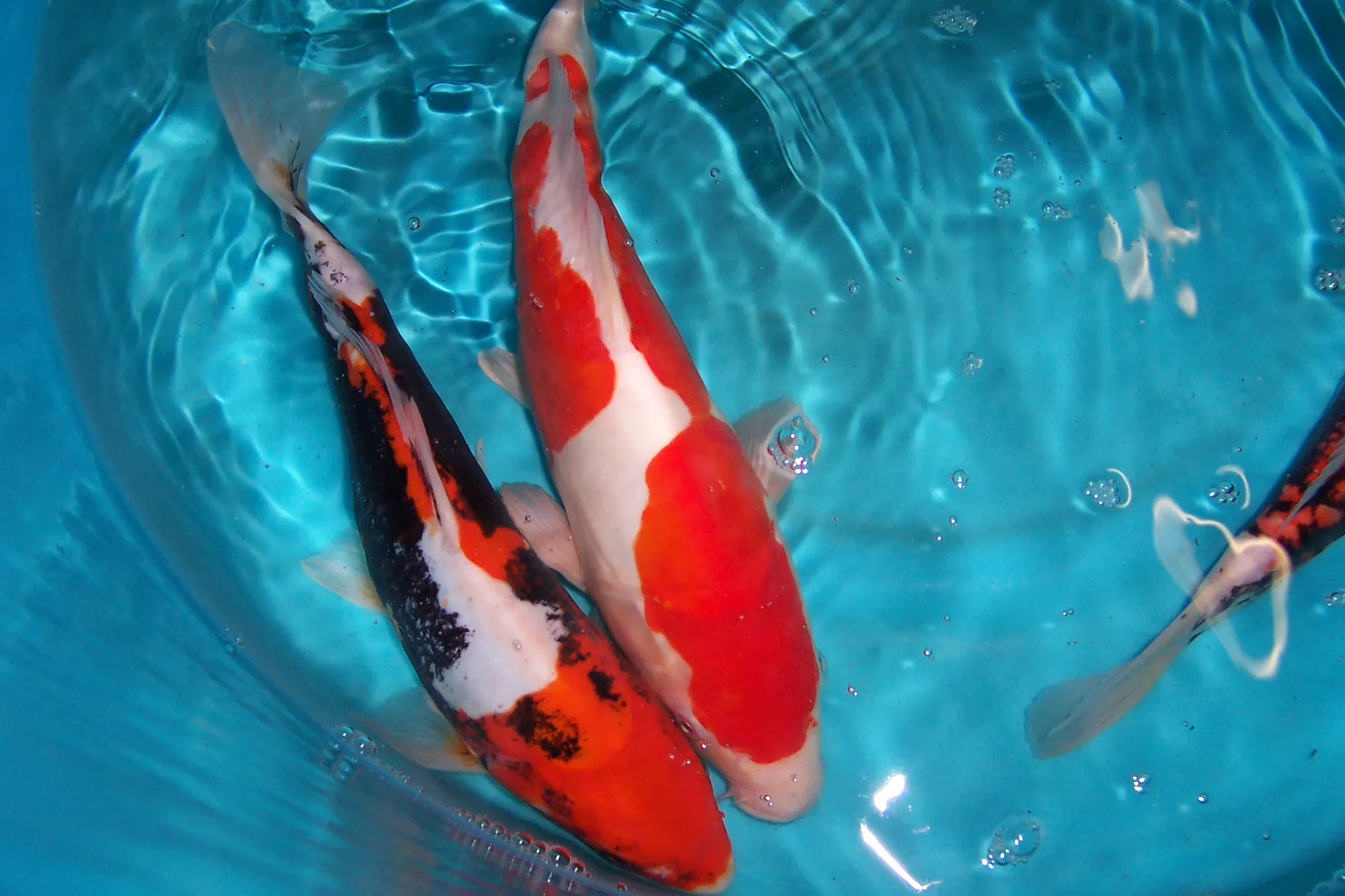 Biotopfische, Schnecken, Teichmuscheln, Teichzubehör vom Koi-Center