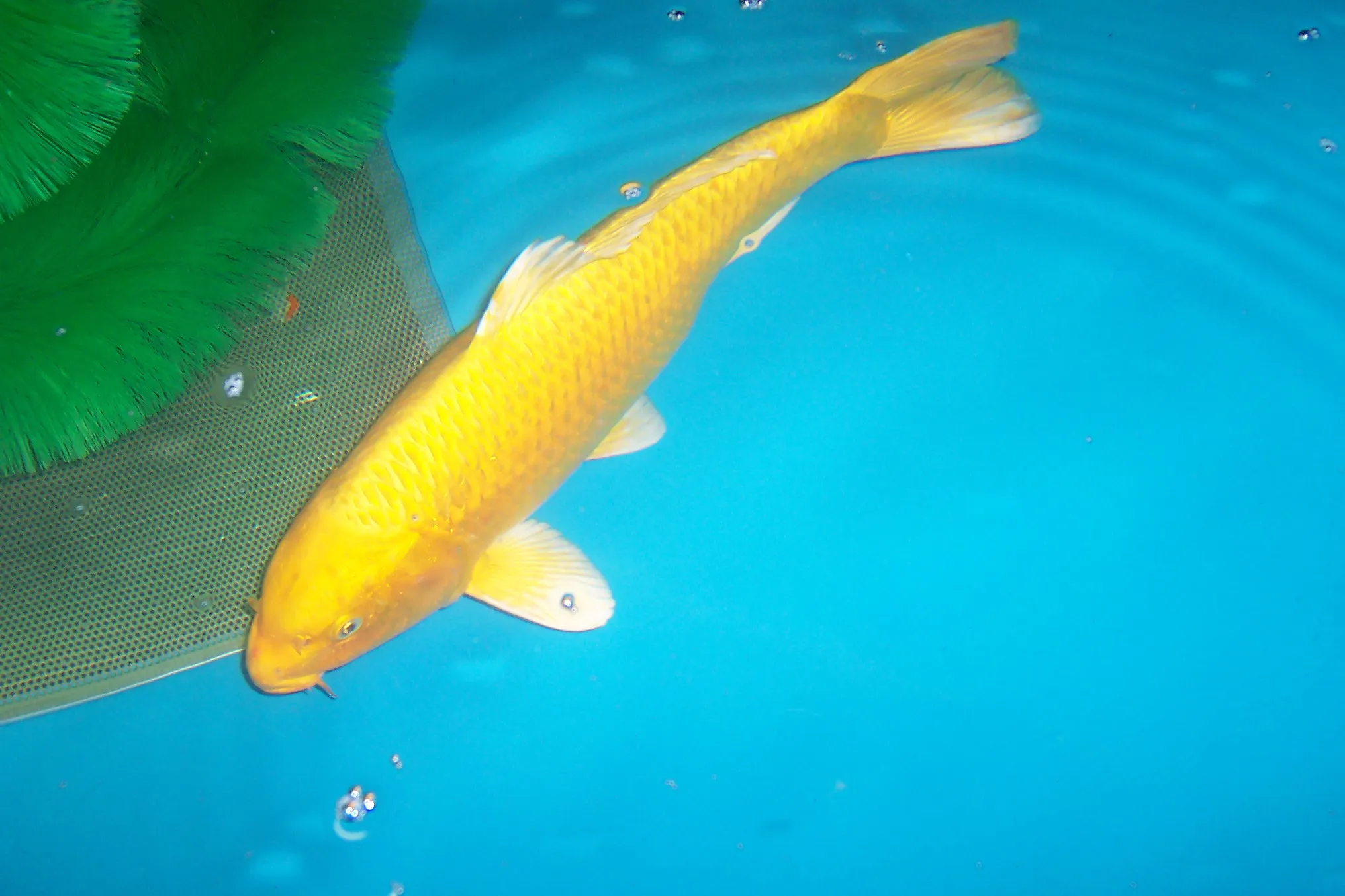 Angebote Graskarpfen,Koi, Muscheln,  alles für den Teich vom Koi-Center Schafflu
