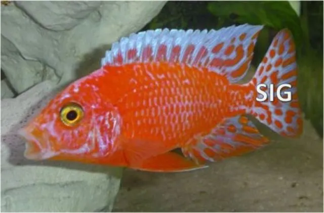 Top Aulonocara Red Orchidee und Sciaenochromis Fryeri Ahli Iceberg