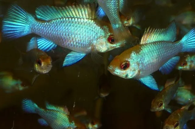 Mikrogeophagus Schmetterlingsbuntbarsch