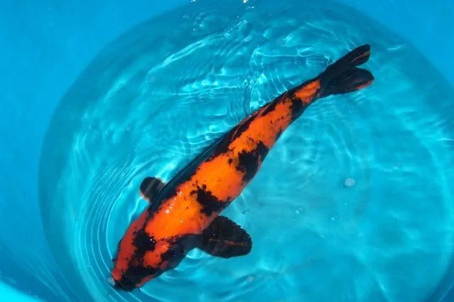Koi, Biotopfische, Störe, Goldfische und Zubehör vom Koi-Center Schafflund