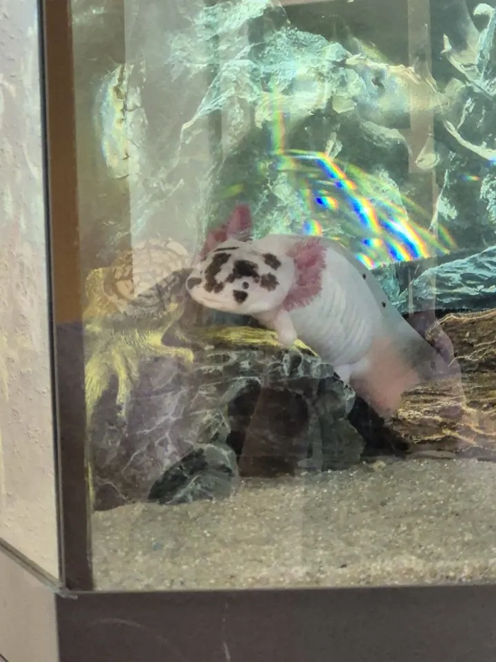 Adulte Axolotl zu verkaufen
