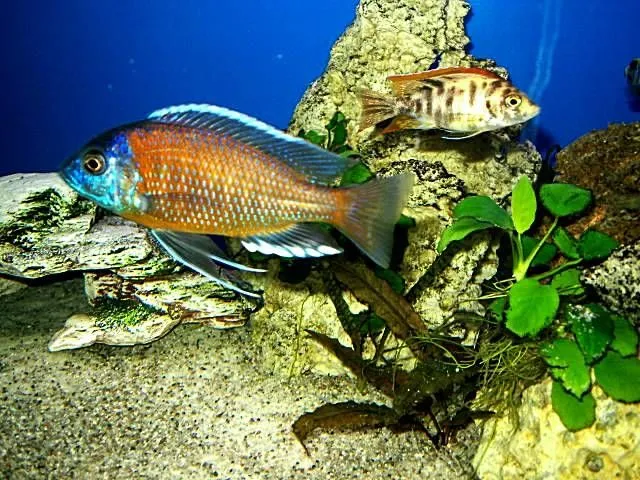 Copadichromis borleyi kadango Red Fin zu verkaufen