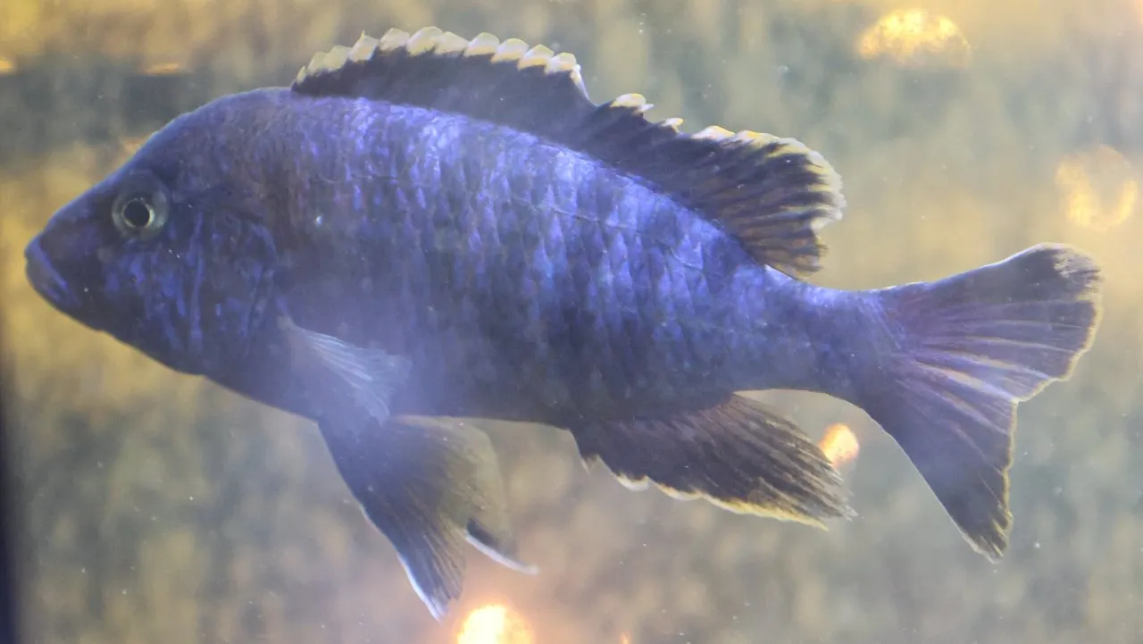 Malawi Butnbarsch blau